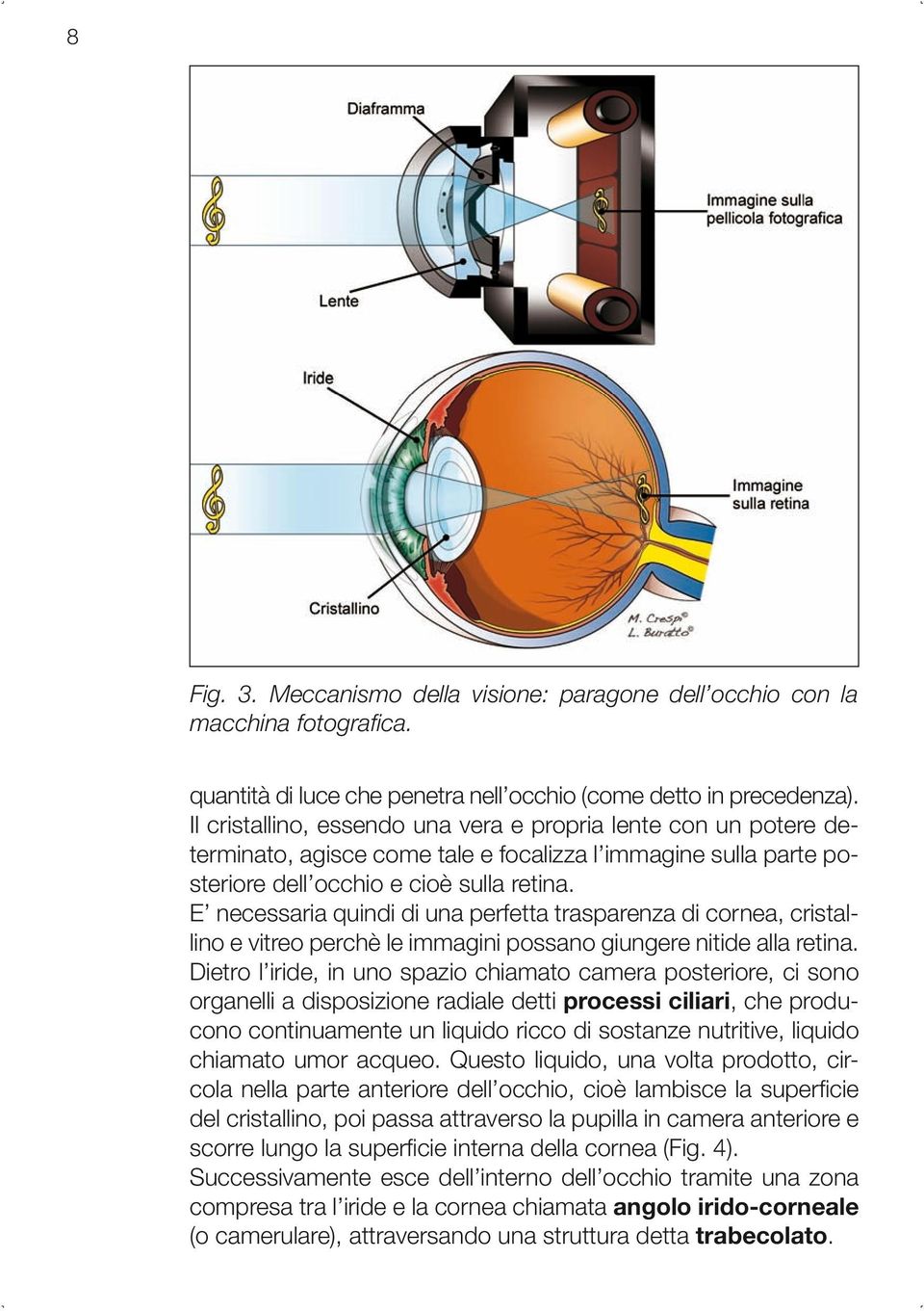 E necessaria quindi di una perfetta trasparenza di cornea, cristallino e vitreo perchè le immagini possano giungere nitide alla retina.