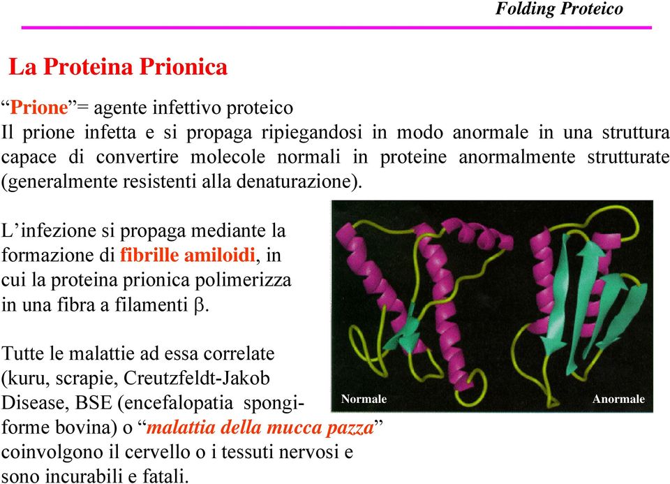 L infezione si propaga mediante la formazione di fibrille amiloidi, in cui la proteina prionica polimerizza in una fibra a filamenti β.