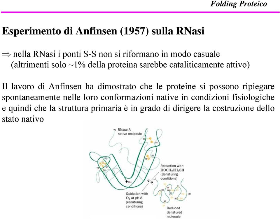 dimostrato che le proteine si possono ripiegare spontaneamente nelle loro conformazioni native in