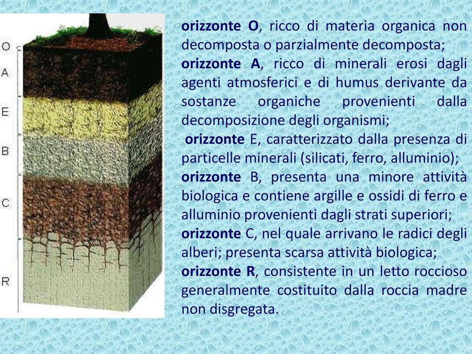 orizzonte B, presenta una minore attività biologica e contiene argille e ossidi di ferro e alluminio provenienti dagli strati superiori; orizzonte C, nel quale