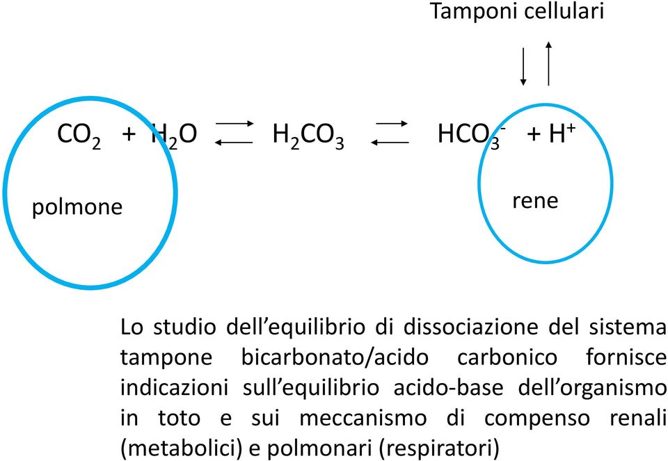 bicarbonato/acido carbonico fornisce indicazioni sull equilibrio acido-base