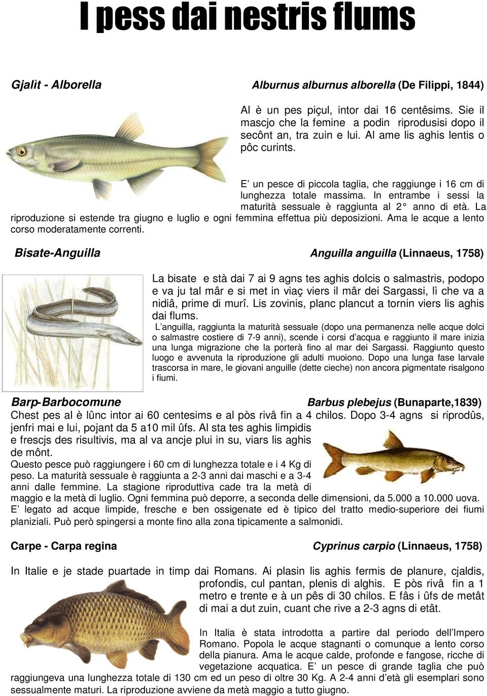 E un pesce di piccola taglia, che raggiunge i 16 cm di lunghezza totale massima. In entrambe i sessi la maturità sessuale è raggiunta al 2 anno di età.