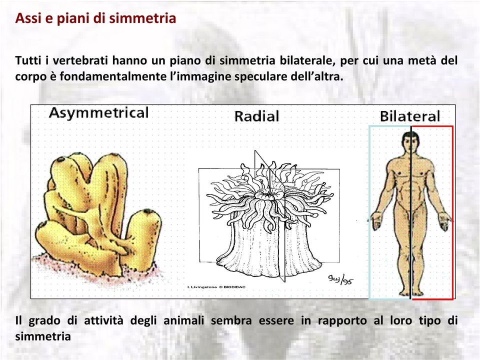 fondamentalmente l immagine speculare dell altra.