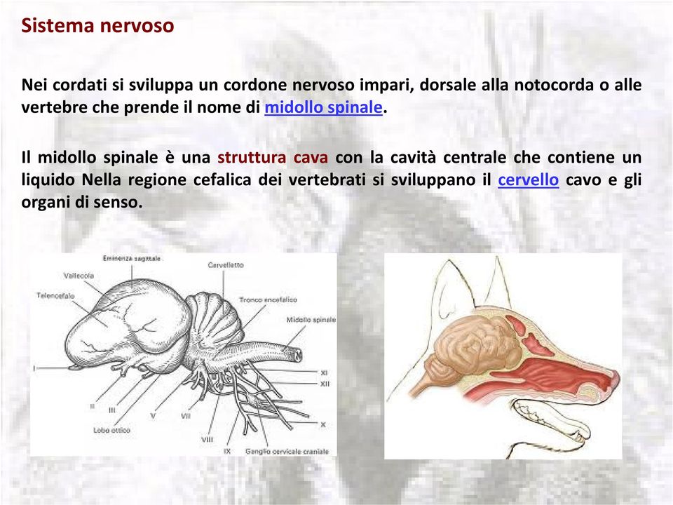 Il midollo spinale è una struttura cava con la cavità centrale che contiene un