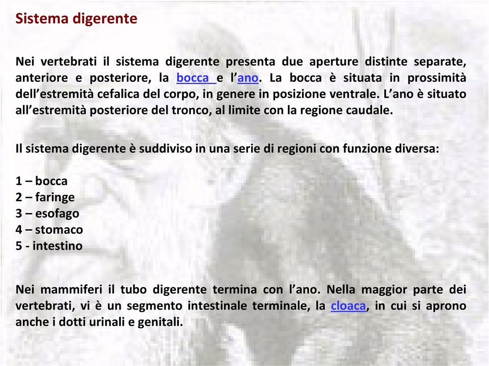 L ano è situato all estremità posteriore del tronco, al limite con la regione caudale.