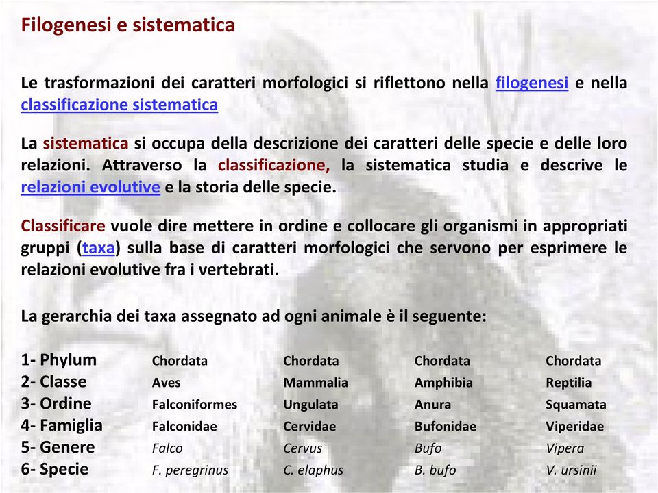 Classificare vuole dire mettere in ordine e collocare gli organismi in appropriati gruppi (taxa) sulla base di caratteri morfologici che servono per esprimere le relazioni evolutive fra i vertebrati.