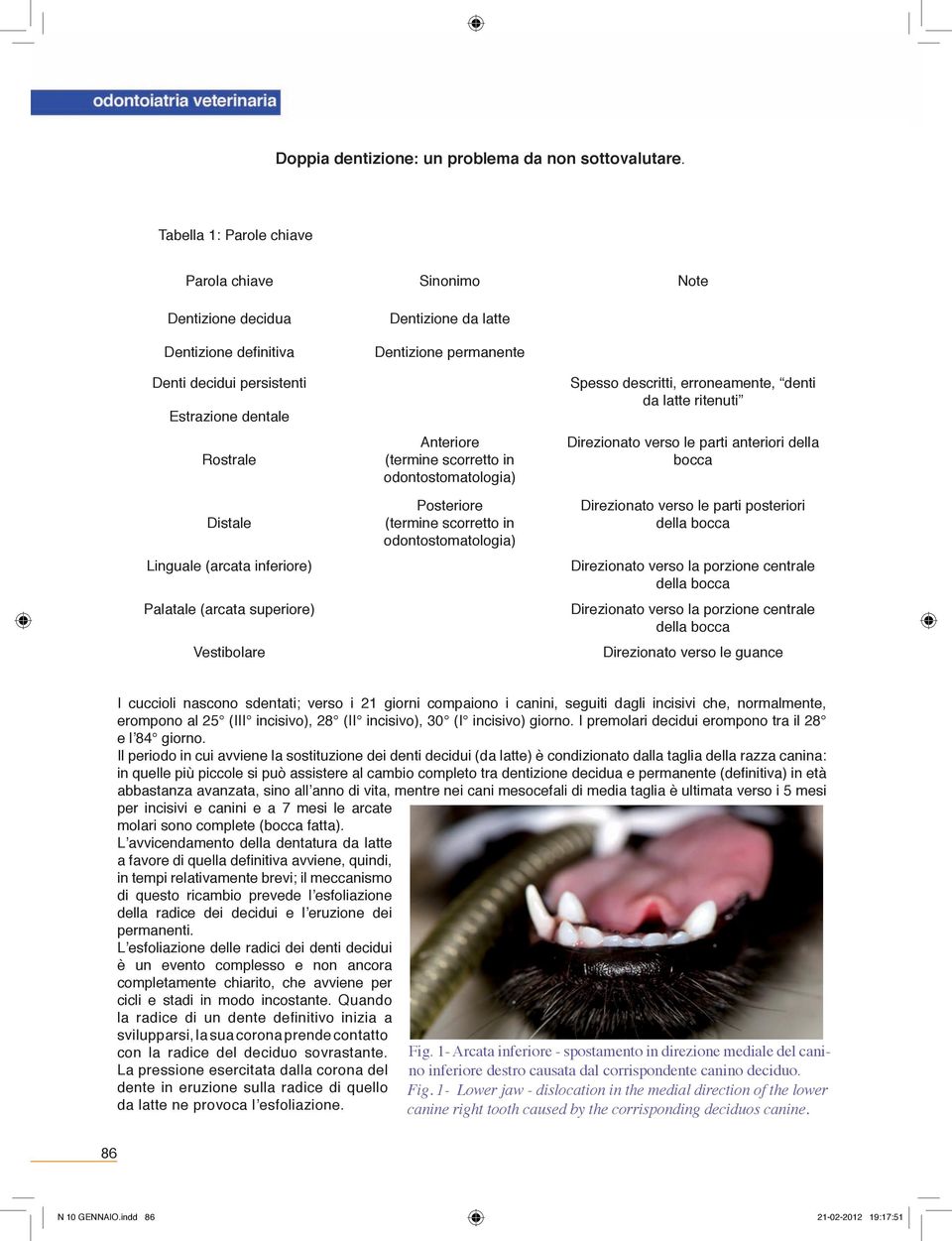 (arcata superiore) Vestibolare Dentizione da latte Dentizione permanente Anteriore (termine scorretto in odontostomatologia) Posteriore (termine scorretto in odontostomatologia) Spesso descritti,