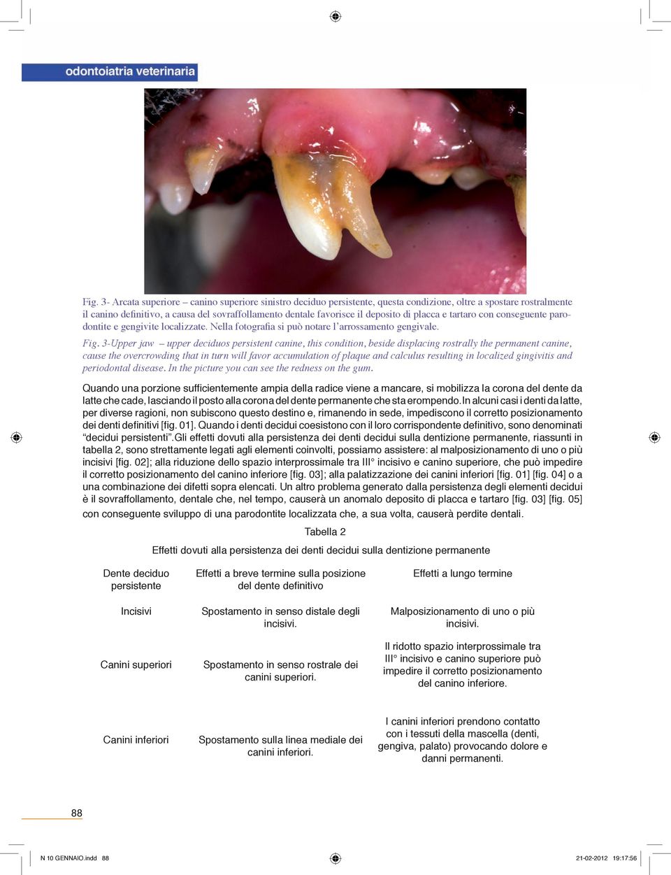 3-Upper jaw upper deciduos persistent canine, this condition, beside displacing rostrally the permanent canine, cause the overcrowding that in turn will favor accumulation of plaque and calculus