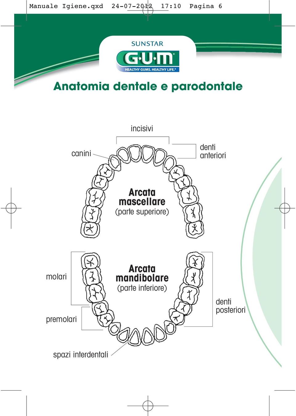parodontale incisivi canini denti anteriori Arcata