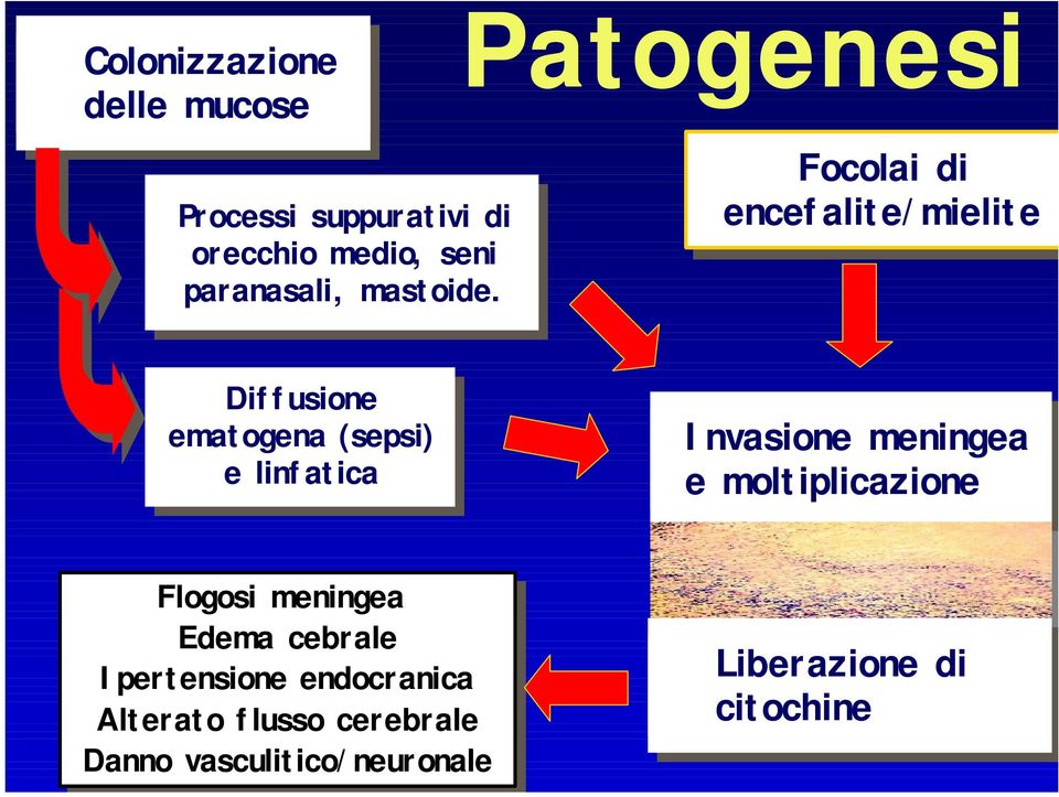 Patogenesi Focolai di encefalite/mielite Diffusione ematogena (sepsi) e linfatica