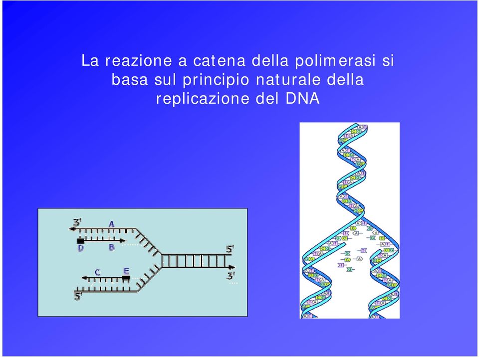 basa sul principio