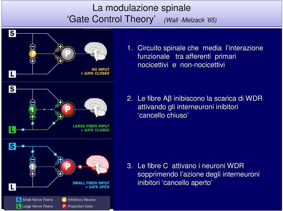 non-nocicettivi 2.