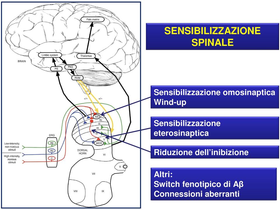 eterosinaptica Riduzione dell inibizione