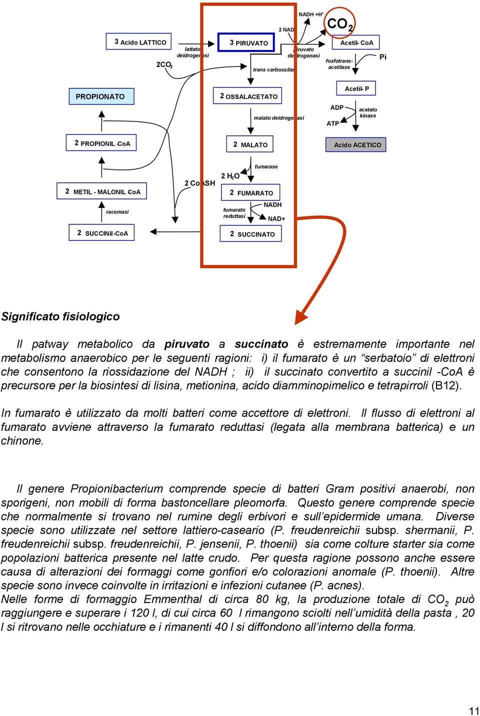 succinato è estremamente importante nel metabolismo anaerobico per le seguenti ragioni: i) il fumarato è un serbatoio di elettroni che consentono la riossidazione del ; ii) il succinato convertito a