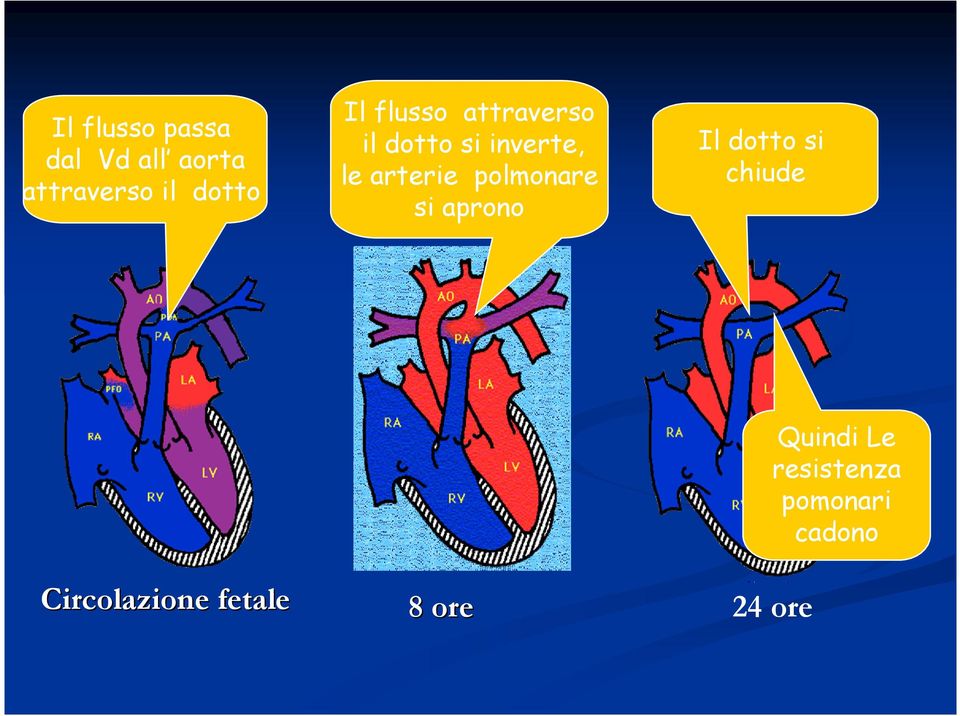 polmonare si aprono Il dotto si chiude Circolazione