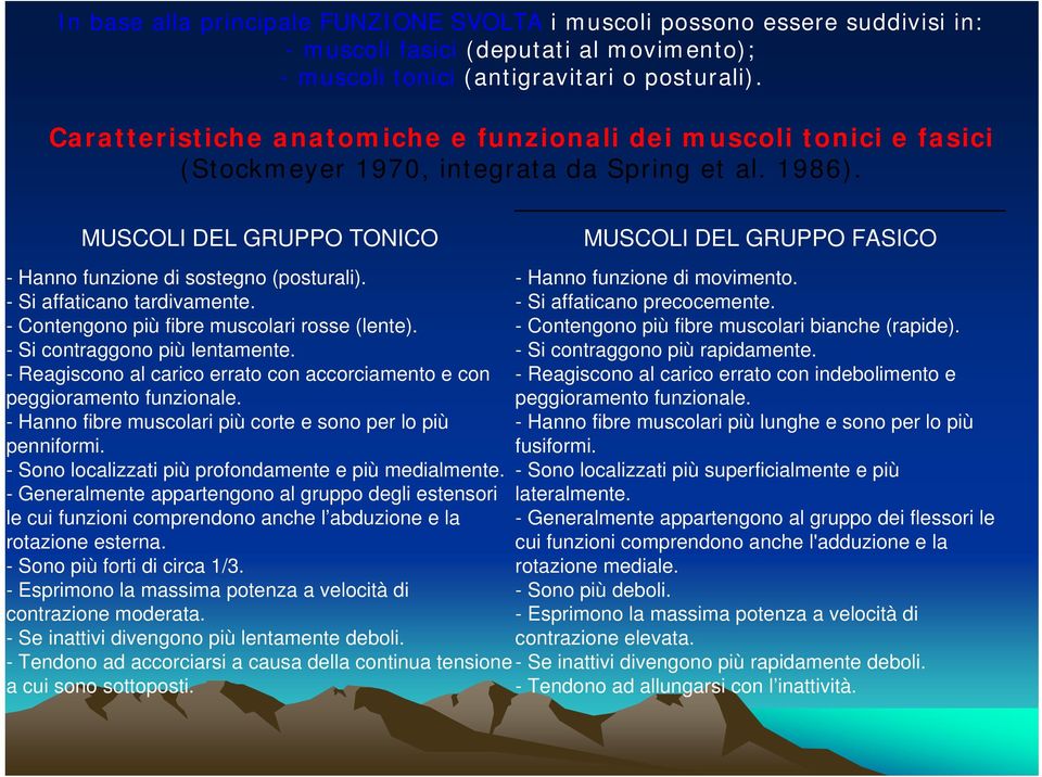 - Si affaticano tardivamente. - Contengono più fibre muscolari rosse (lente). - Si contraggono più lentamente. - Reagiscono al carico errato con accorciamento e con peggioramento funzionale.