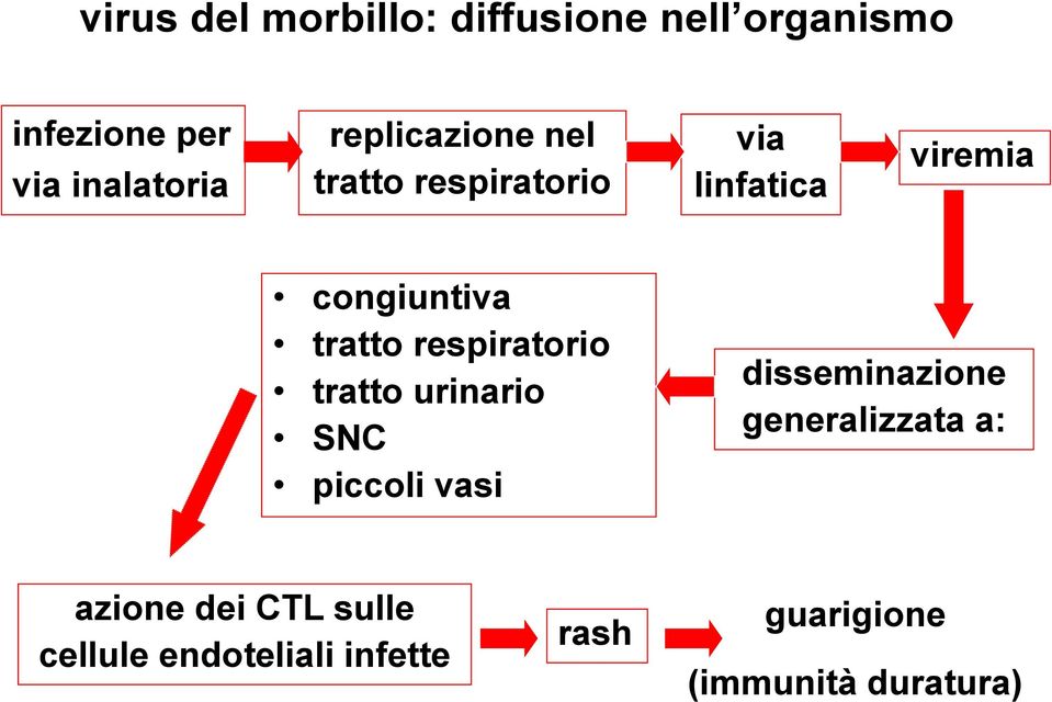 respiratorio tratto urinario SNC piccoli vasi disseminazione generalizzata a: