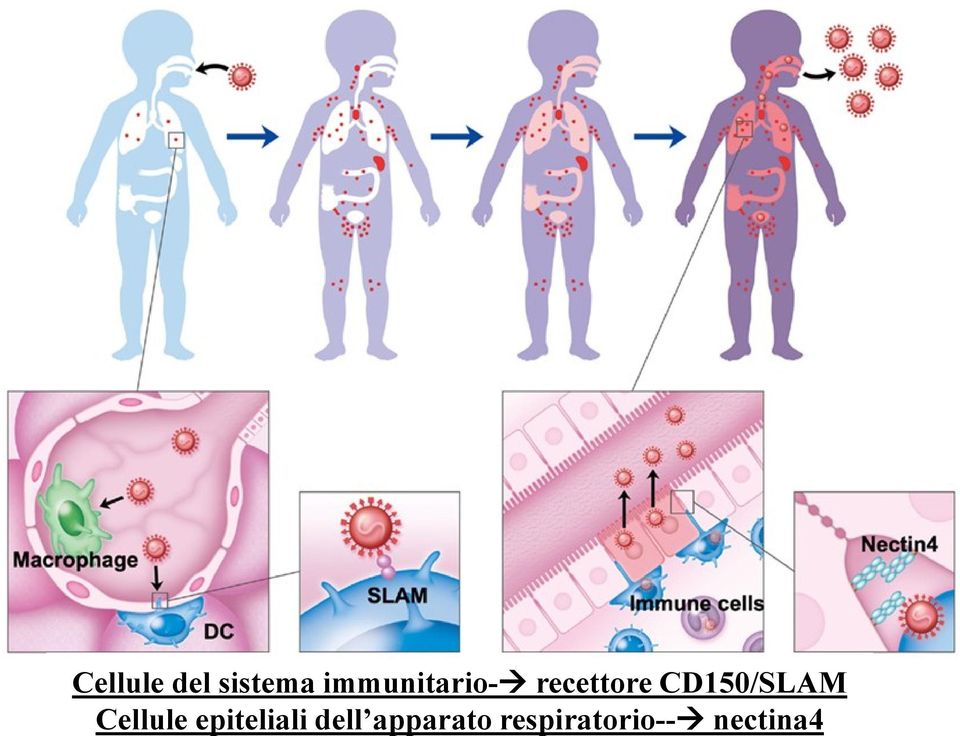 CD150/SLAM Cellule