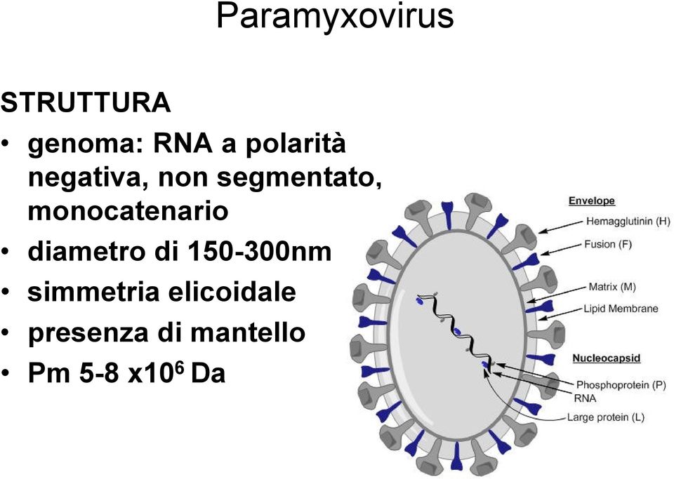 monocatenario diametro di 150-300nm