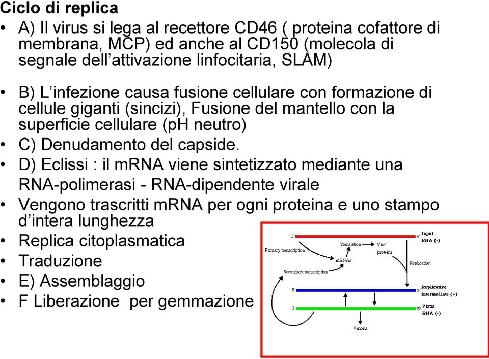 superficie cellulare (ph neutro) C) Denudamento del capside.