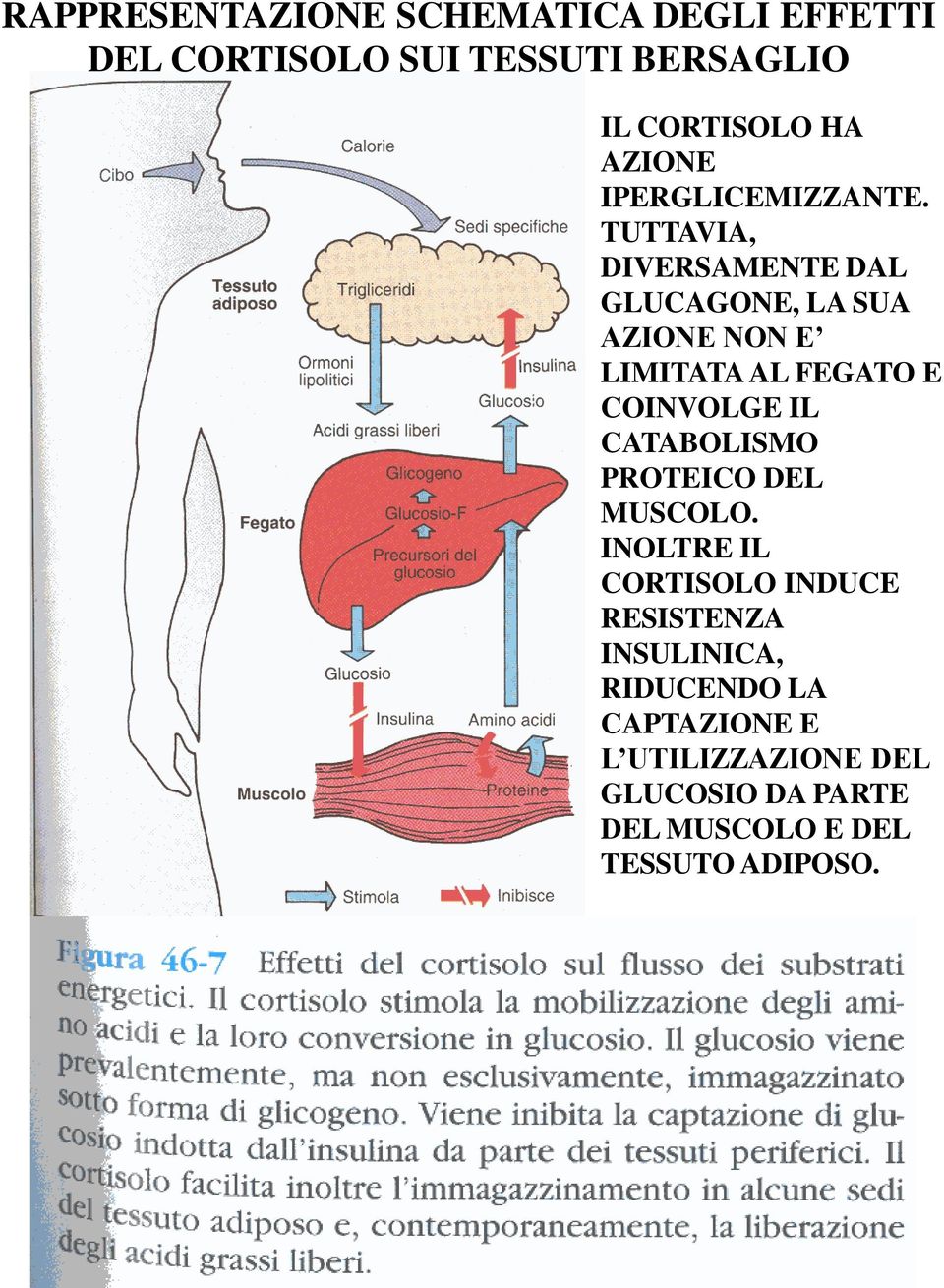 TUTTAVIA, DIVERSAMENTE DAL GLUCAGONE, LA SUA AZIONE NON E LIMITATA AL FEGATO E COINVOLGE IL