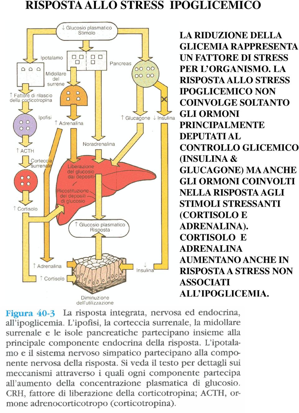 LA RISPOSTA ALLO STRESS IPOGLICEMICO NON COINVOLGE SOLTANTO GLI ORMONI PRINCIPALMENTE DEPUTATI AL CONTROLLO