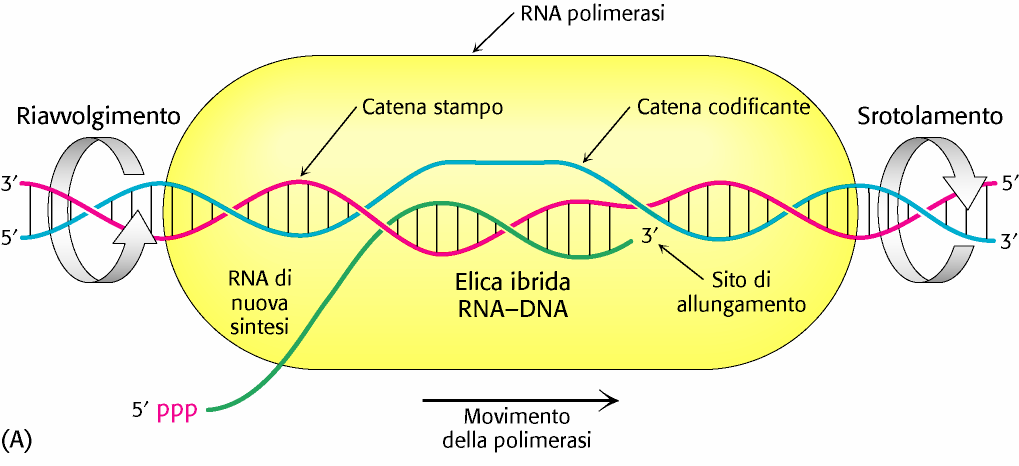 Una sola delle due catene di DNA viene usata come stampo La catena di DNA che viene usata come stampo viene chiamata