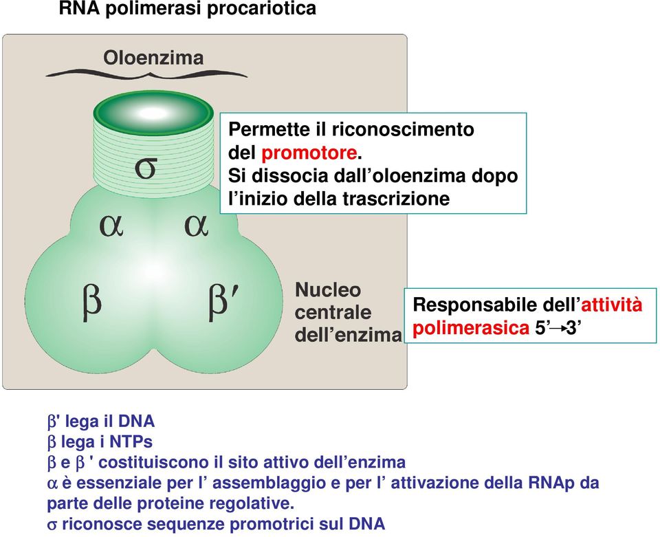 polimerasica 5 3 β' lega il DNA β lega i NTPs β e β ' costituiscono il sito attivo dell enzima α