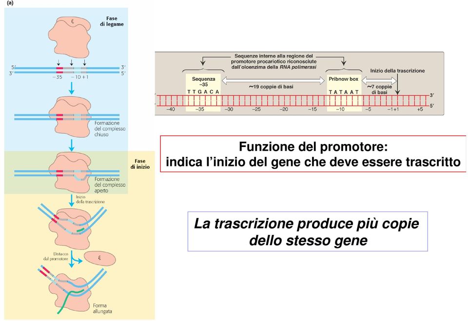 essere trascritto La