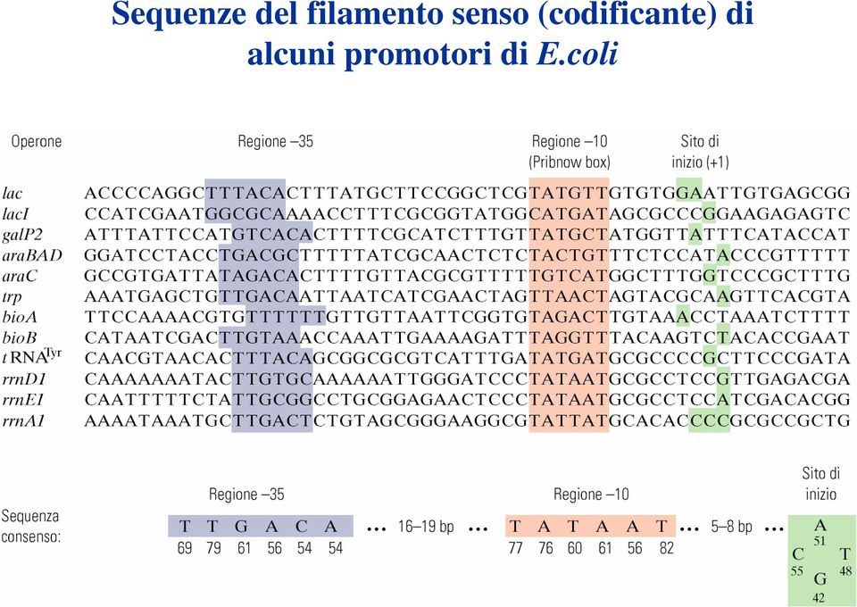 (codificante) di