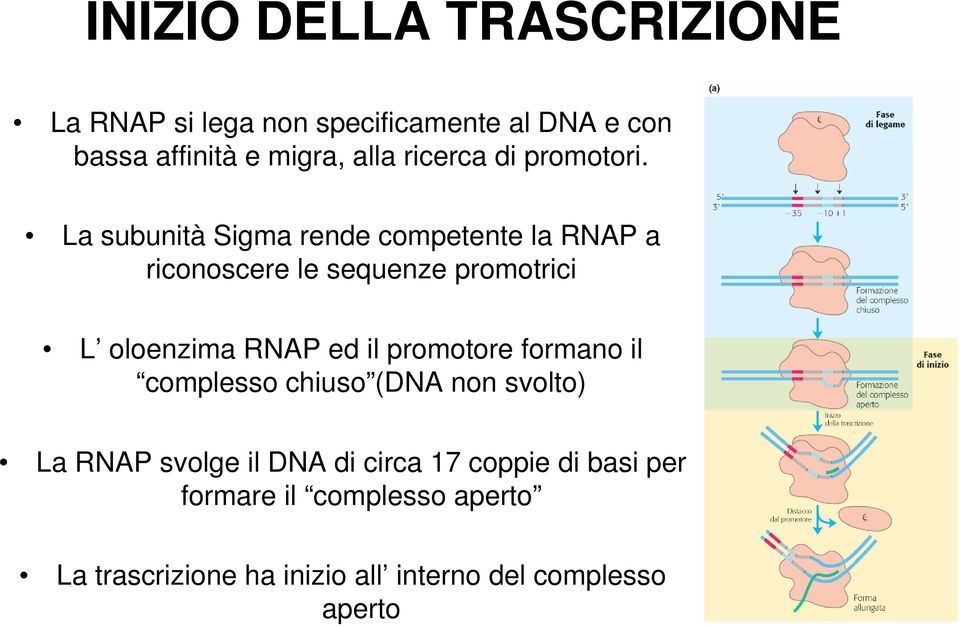 La subunità Sigma rende competente la RNAP a riconoscere le sequenze promotrici L oloenzima RNAP ed il