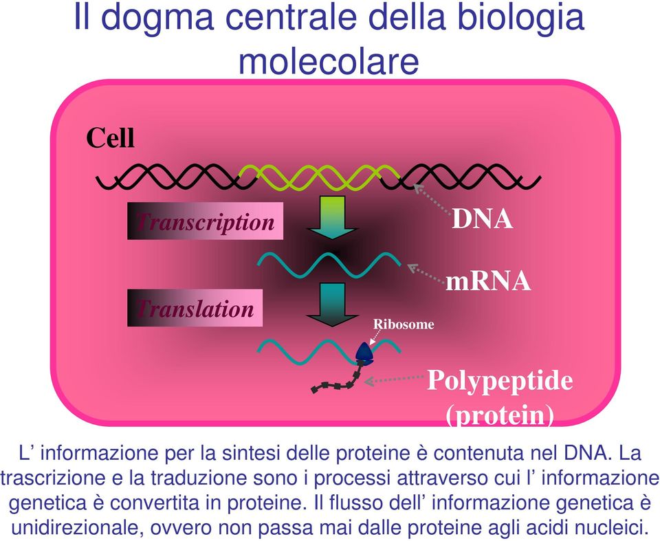 La trascrizione e la traduzione sono i processi attraverso cui l informazione genetica è convertita