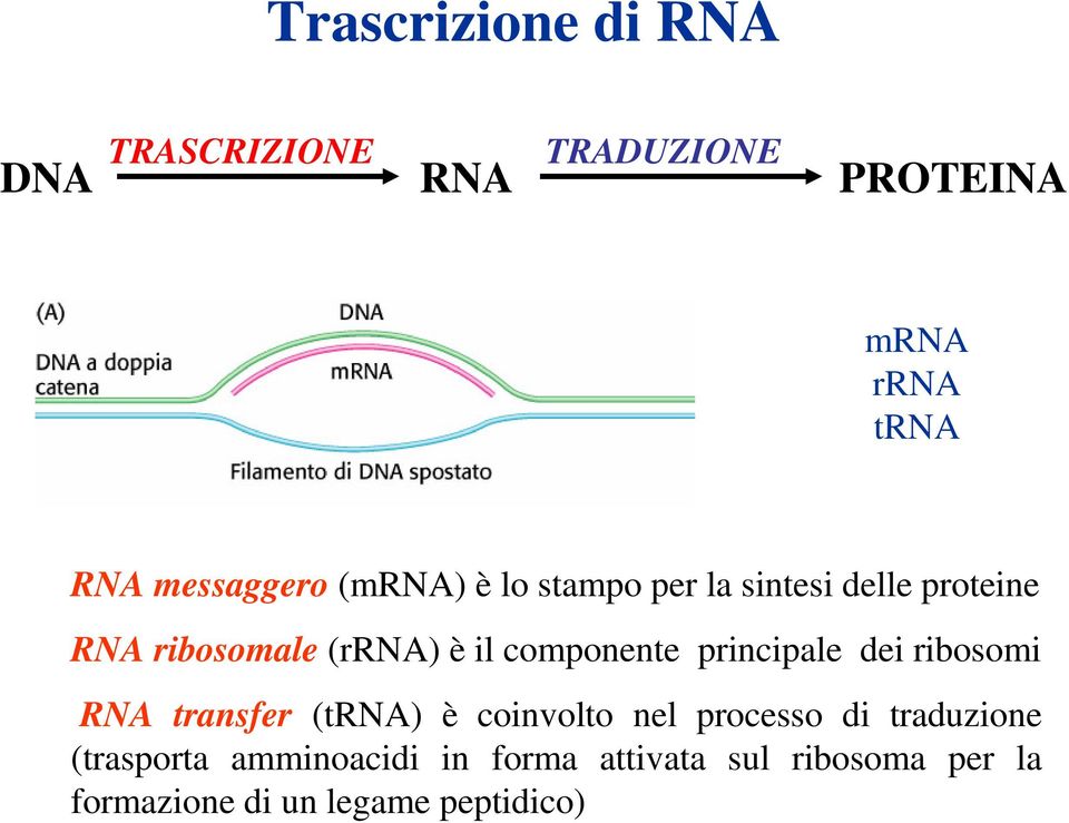 componente principale dei ribosomi RNA transfer (trna) è coinvolto nel processo di