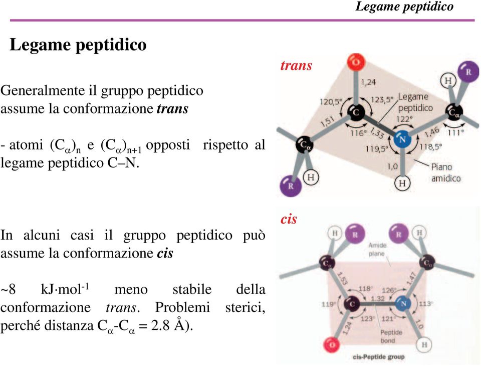 peptidico C N.