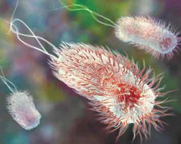 Le infezioni possono originare da: serbatoio animale (Salmonella, Yersinia pestis) portatore umano (Shigella, S.
