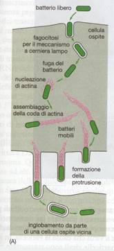 Vengono chiamati "Shigella-Like" in quanto provocano malattia con meccanismo simile a quello delle shigelle e come queste sono spesso immobili, lattosio non fermentanti e lisina-decarbossilasi