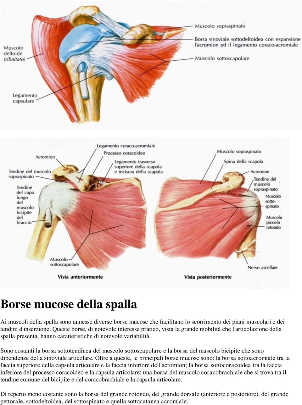 Sono costanti la borsa sottotendinea del muscolo sottoscapolare e la borsa del muscolo bicipite che sono dipendenze della sinoviale articolare.