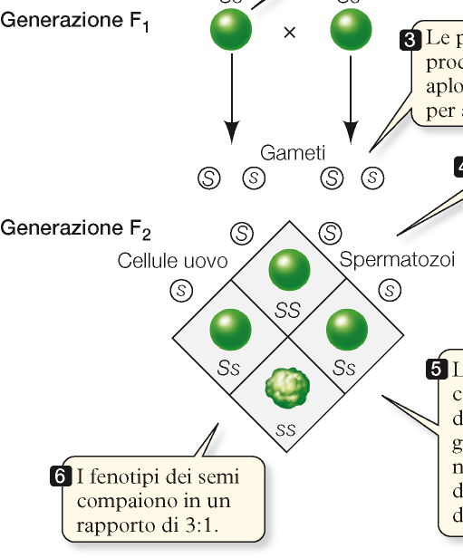 quadrato di Punnet gameti