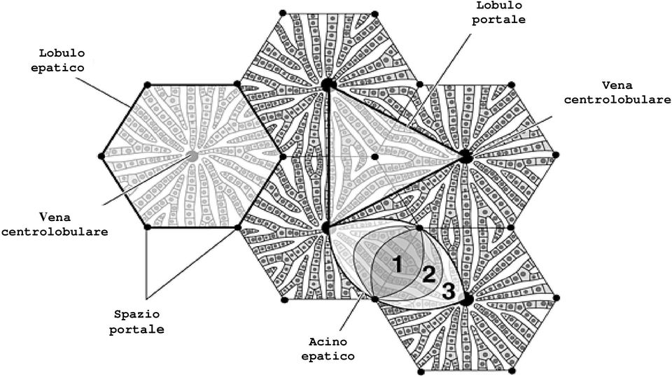 centrolobulare Vena