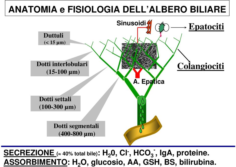 Epatica Colangiociti Dotti settali (100-300 µm) Dotti segmentali (400-800 µm)