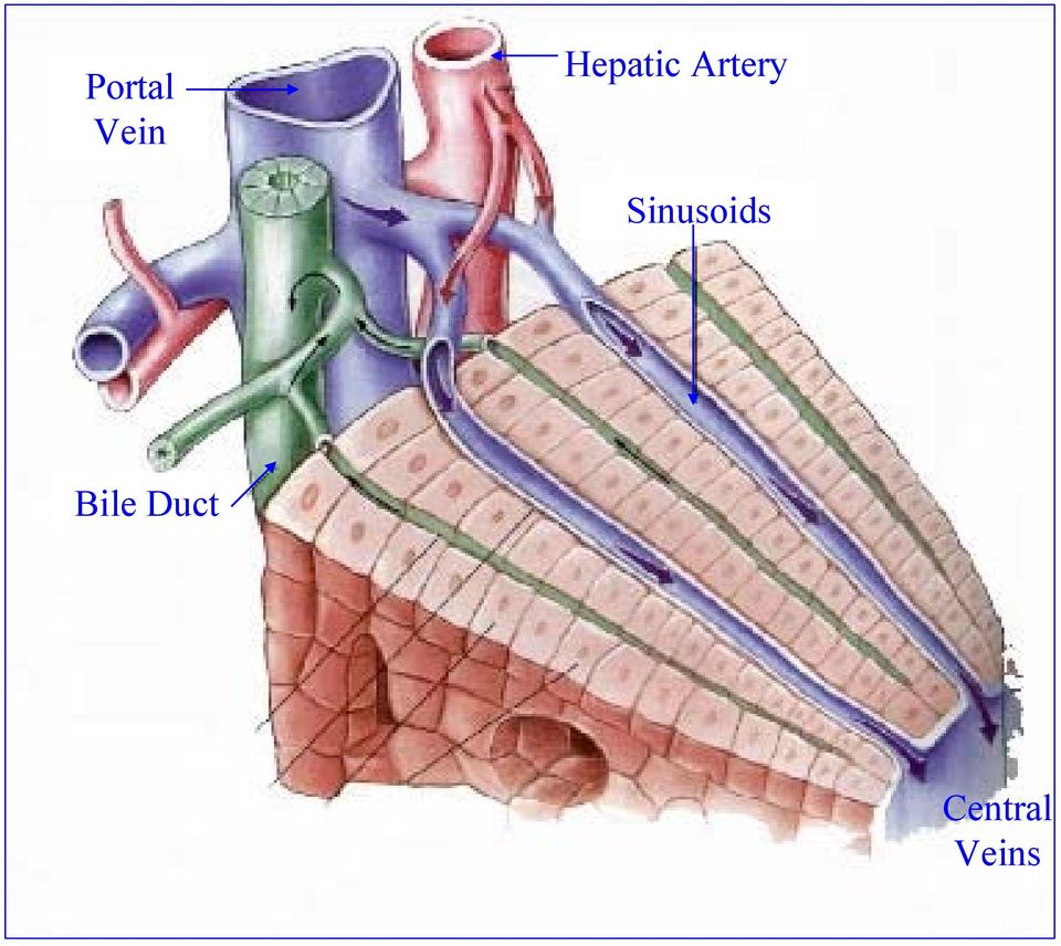 Sinusoids Bile