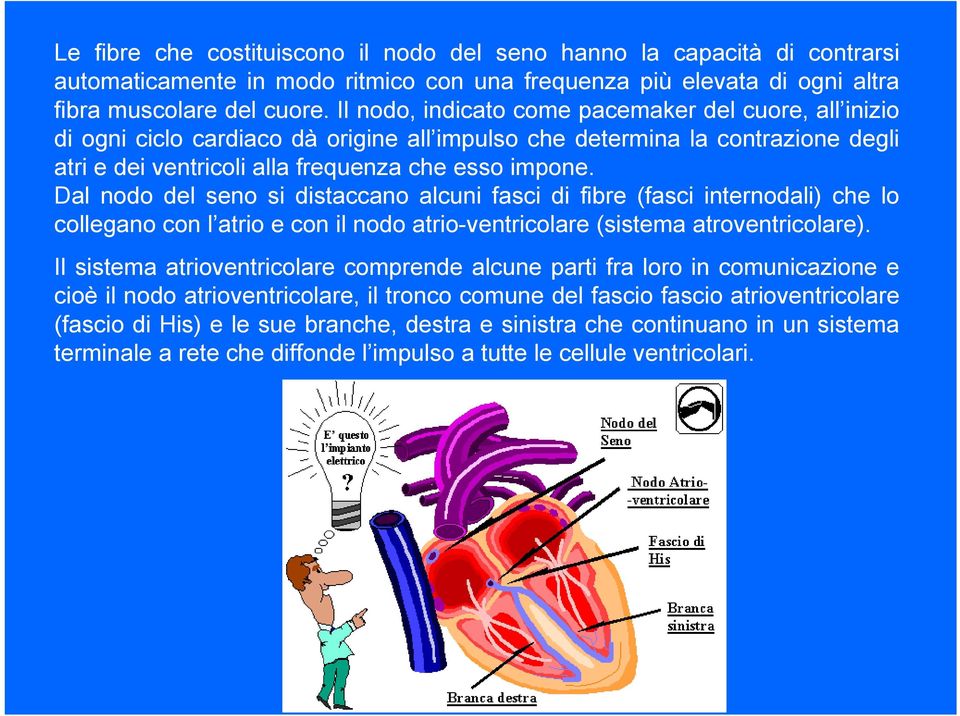 Dal nodo del seno si distaccano alcuni fasci di fibre (fasci internodali) che lo collegano con l atrio e con il nodo atrio-ventricolare (sistema atroventricolare).