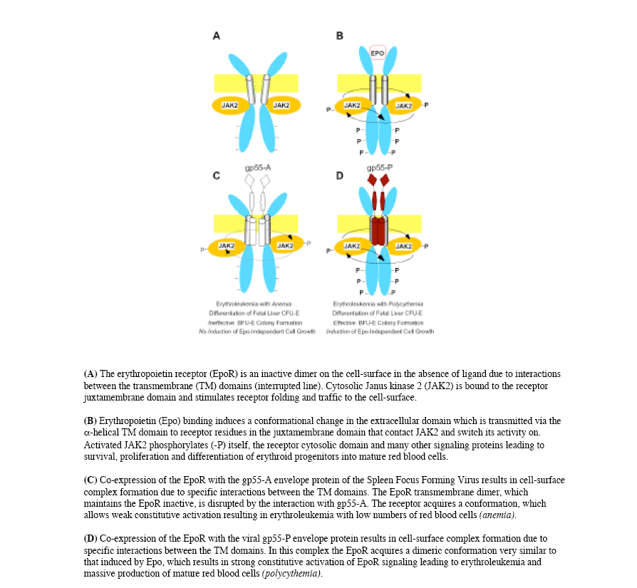 Recettore dell eritropoietina (EPO-R) Membrana cellulare JAK2= Janus chinasi 2 La modificazione conformazionale determinata dal legame dell