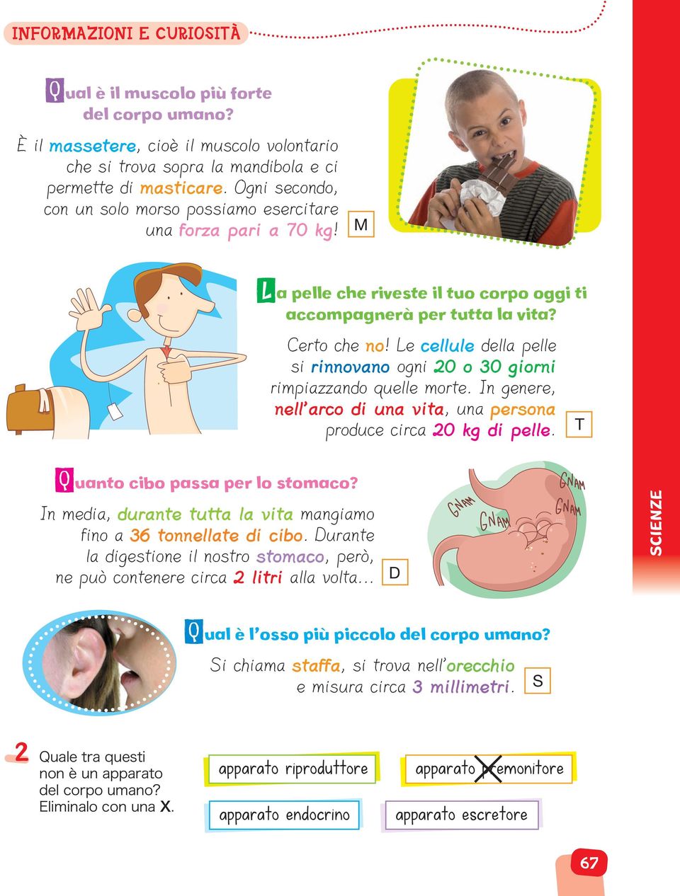 Le cellule della pelle si rinnovano ogni 20 o 30 giorni rimpiazzando quelle morte. In genere, nell arco di una vita, una persona produce circa 20 kg di pelle. T Quanto cibo passa per lo stomaco?