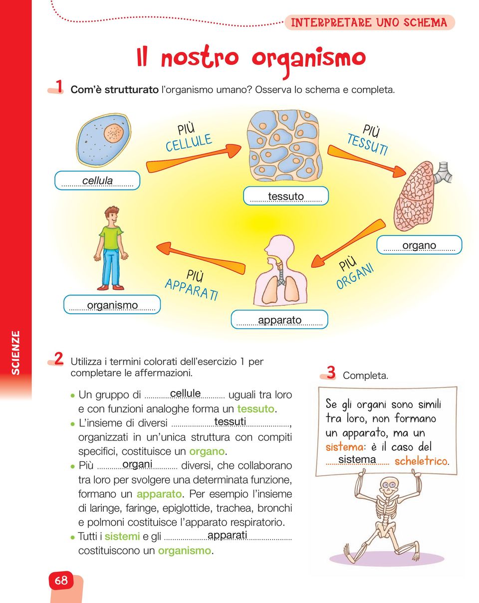 .., tessuti organizzati in un unica struttura con compiti specifici, costituisce un organo. Più... organi diversi, che collaborano tra loro per svolgere una determinata funzione, formano un apparato.