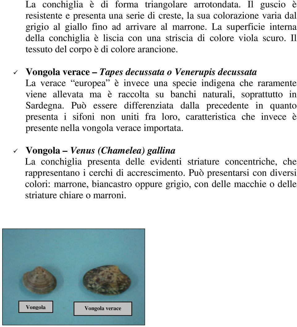 Vongola verace Tapes decussata o Venerupis decussata La verace europea è invece una specie indigena che raramente viene allevata ma è raccolta su banchi naturali, soprattutto in Sardegna.