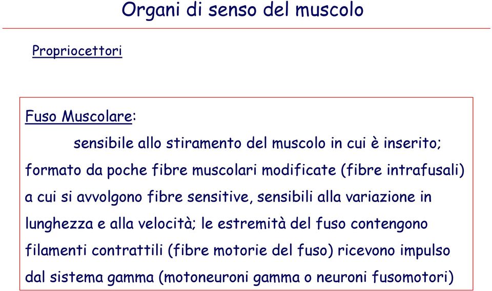 sensitive, sensibili alla variazione in lunghezza e alla velocità; le estremità del fuso contengono