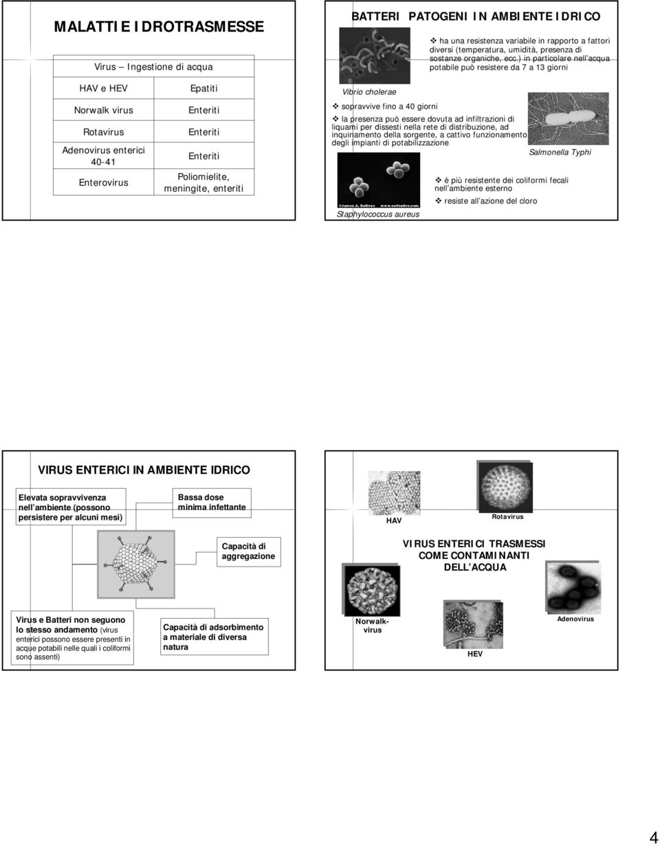 cholerae sopravvive fino a 40 giorni la presenza può essere dovuta ad infiltrazioni di liquami per dissesti nella rete di distribuzione, ad inquinamento della sorgente, a cattivo funzionamento degli