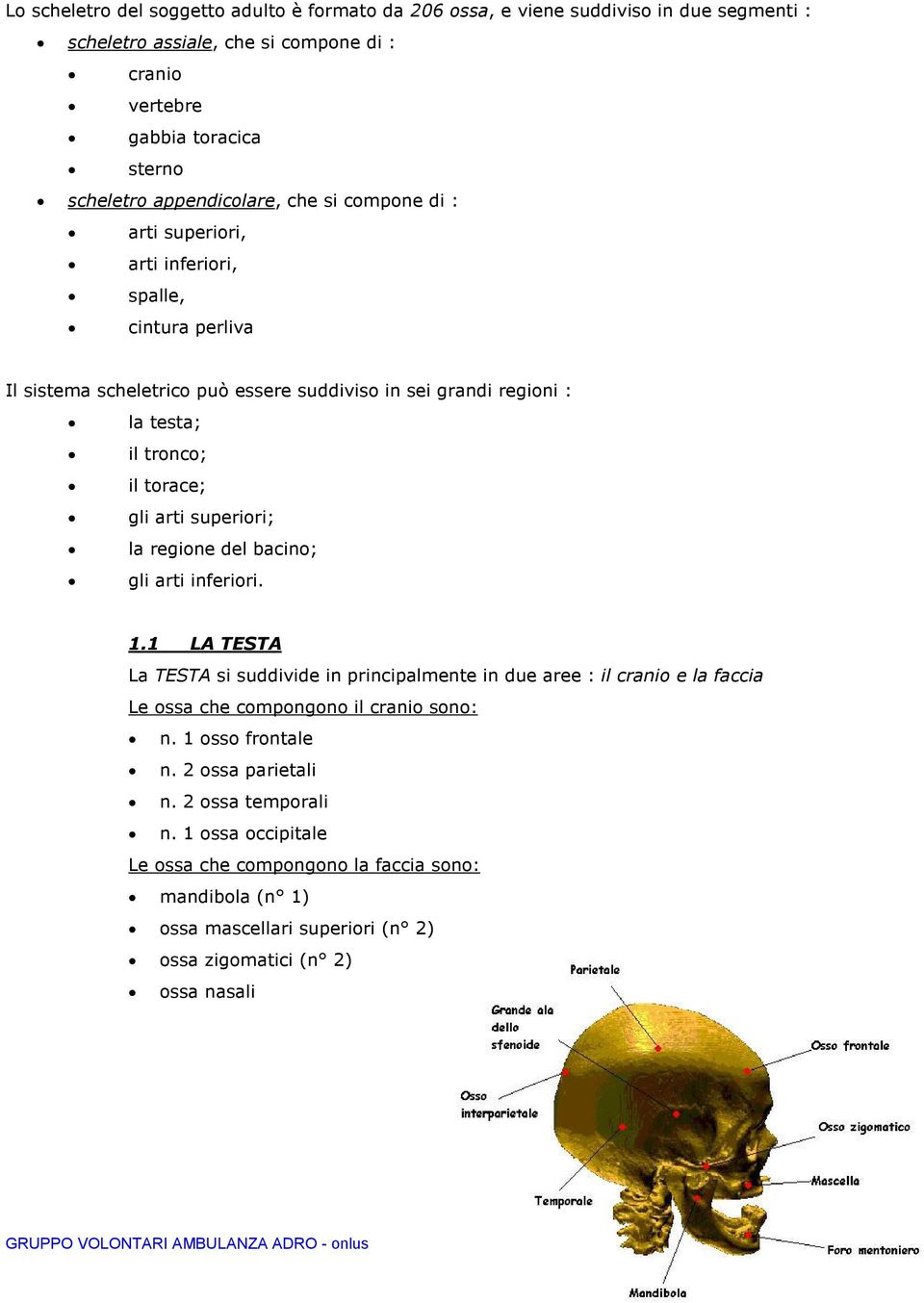 regione del bacino; gli arti inferiori. 1.1 LA TESTA La TESTA si suddivide in principalmente in due aree : il cranio e la faccia Le ossa che compongono il cranio sono: n. 1 osso frontale n.