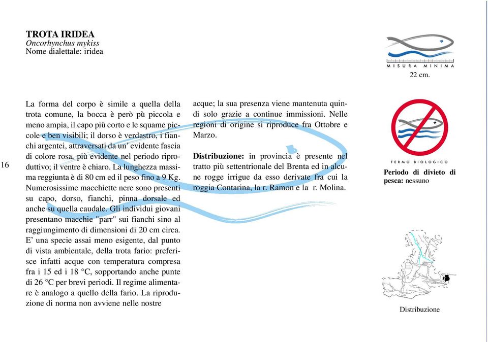 attraversati da un evidente fascia di colore rosa, più evidente nel periodo riproduttivo; il ventre è chiaro. La lunghezza massima reggiunta è di 80 cm ed il peso fino a 9 Kg.